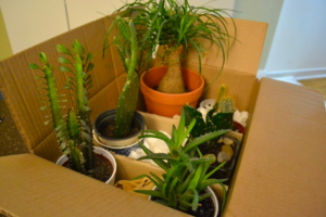 moving plants